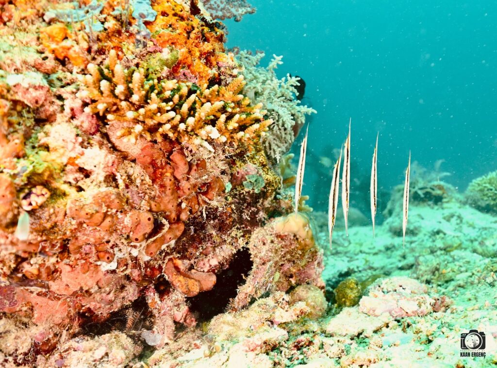 deephookdiscoveries_1757339064_3717151944381889356_76403447352