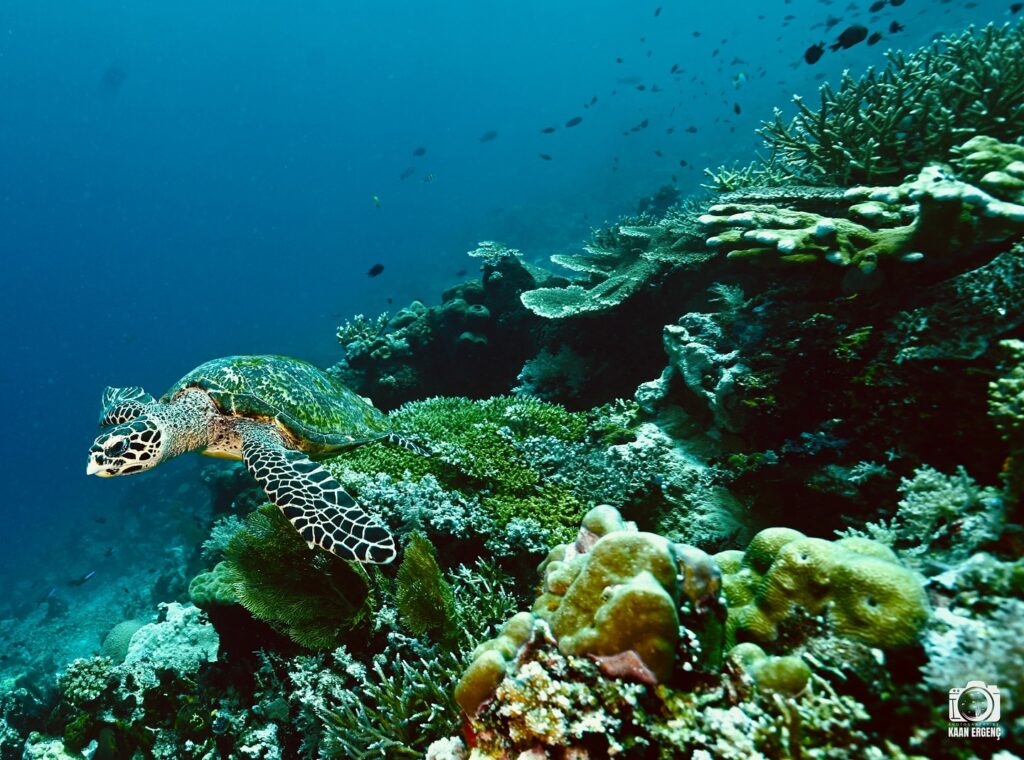 deephookdiscoveries_1757339064_3717151944390227490_76403447352