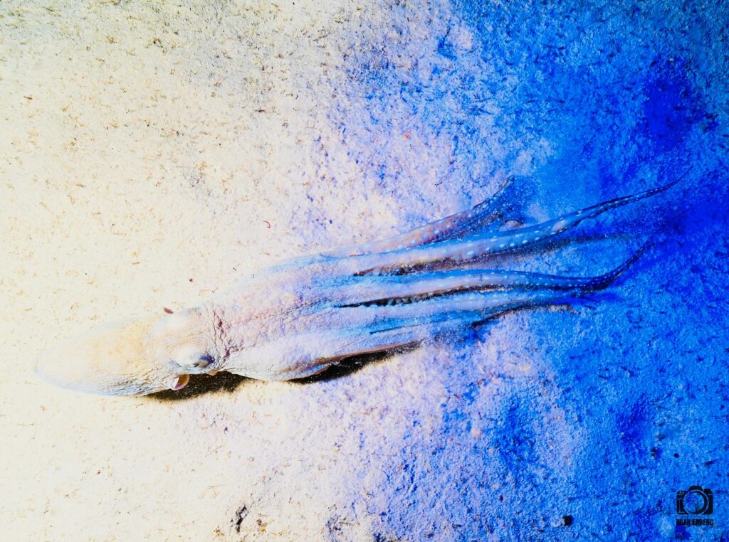 deephookdiscoveries_1757339064_3717151944390258479_76403447352