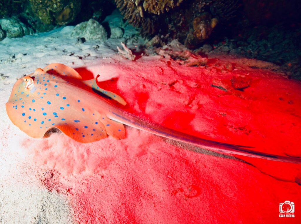 deephookdiscoveries_1757339064_3717151944390269225_76403447352