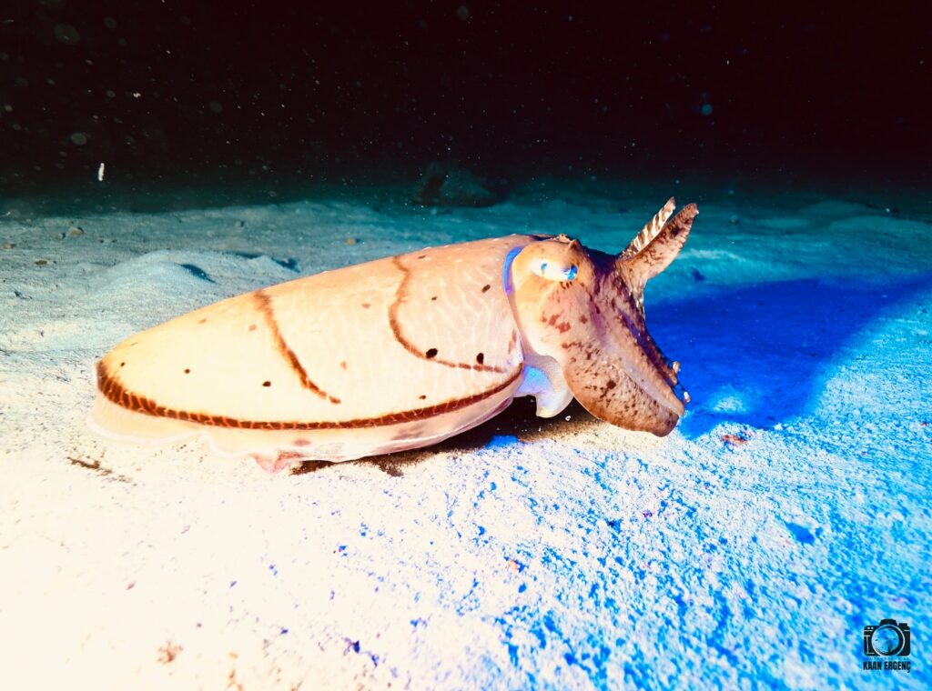 deephookdiscoveries_1757339064_3717151944658660973_76403447352