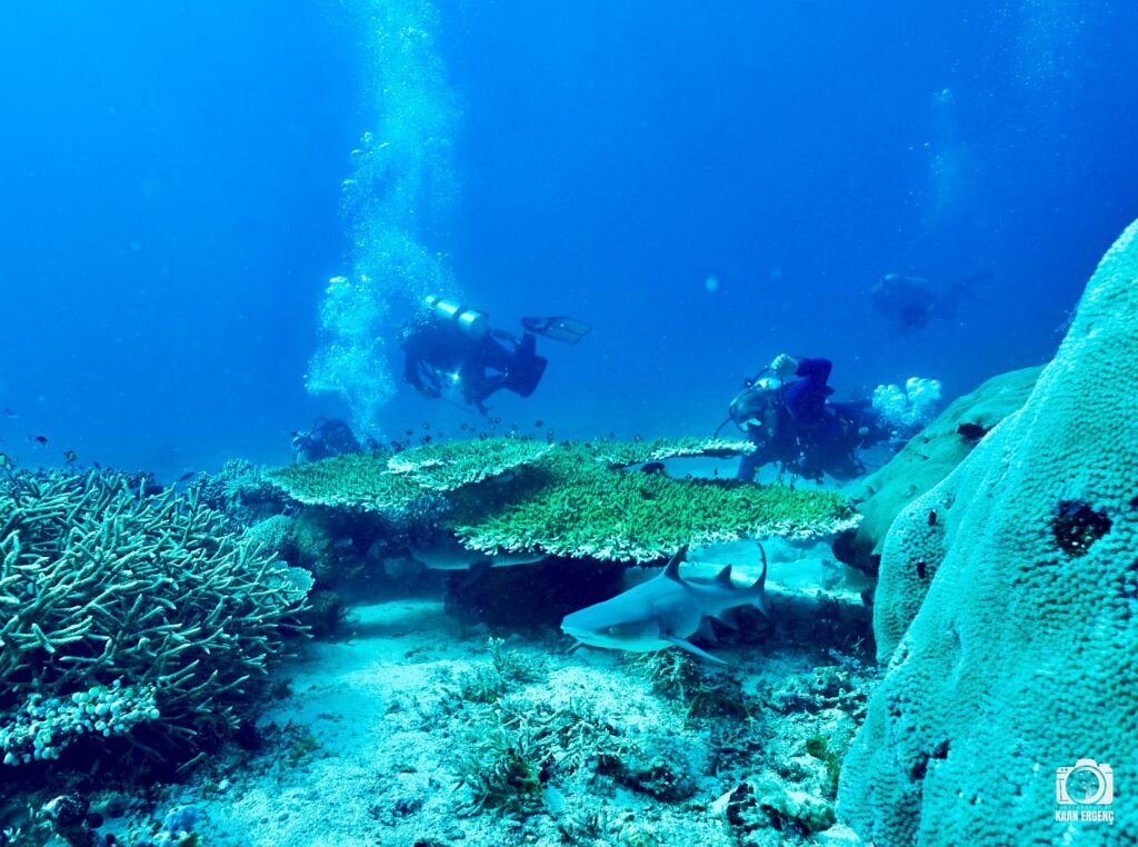 deephookdiscoveries_1757339149_3717152662136316637_76403447352