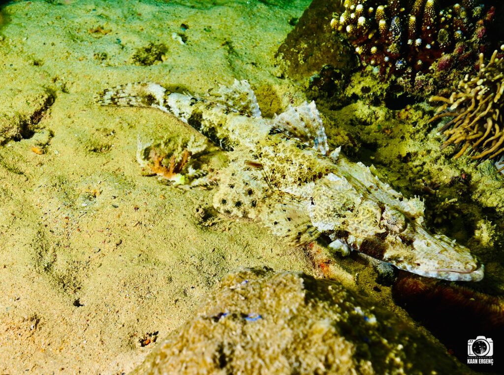 deephookdiscoveries_1757339149_3717152662136330715_76403447352