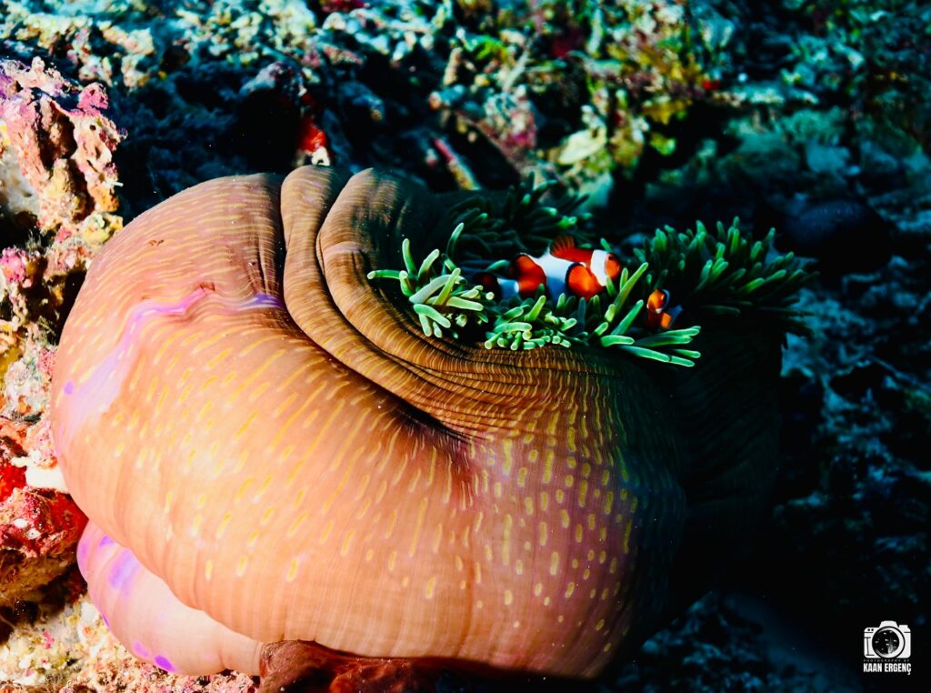 deephookdiscoveries_1757339149_3717152662153079135_76403447352