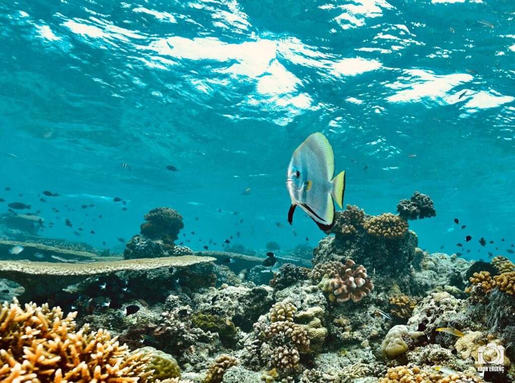 deephookdiscoveries_1757339149_3717152662153086024_76403447352