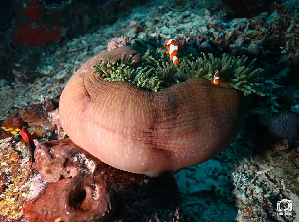 deephookdiscoveries_1757339149_3717152662153092101_76403447352