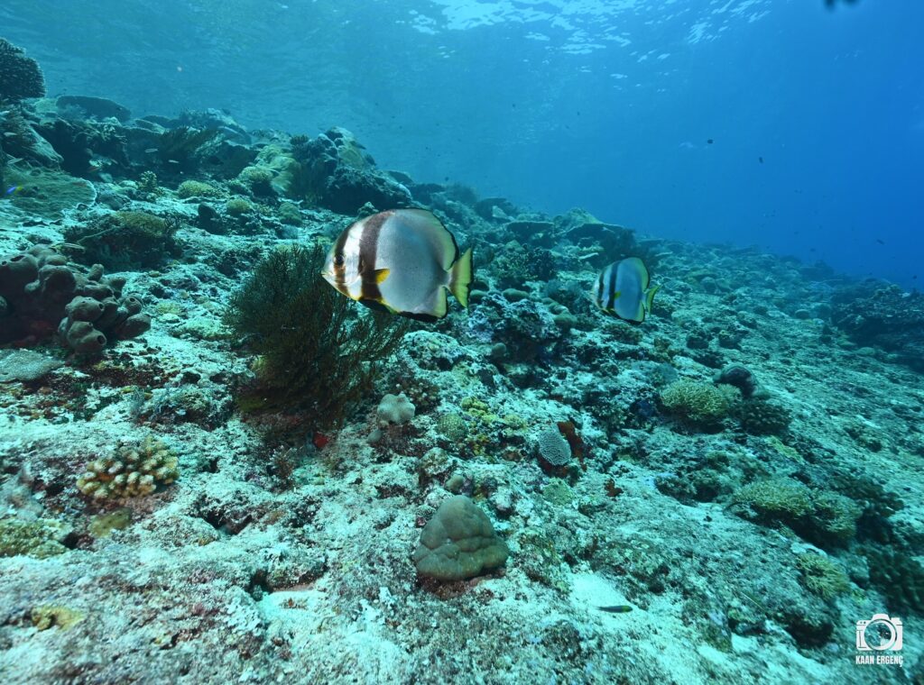 deephookdiscoveries_1757339149_3717152662153094243_76403447352