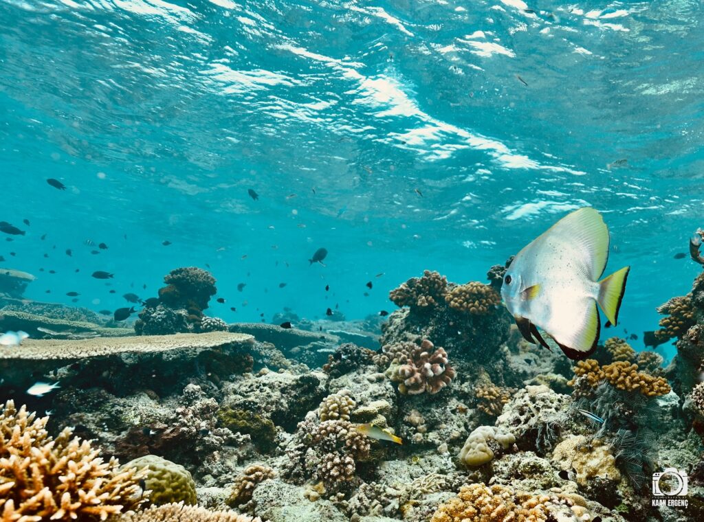 deephookdiscoveries_1757339149_3717152662153124127_76403447352