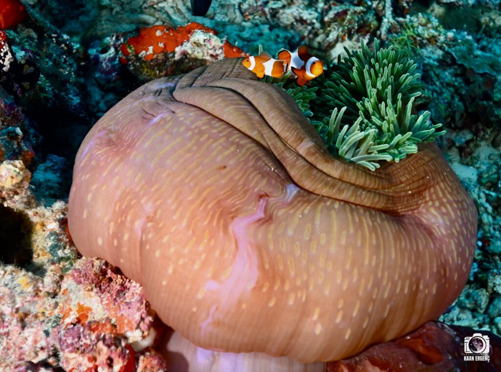 deephookdiscoveries_1757339149_3717152662153129361_76403447352