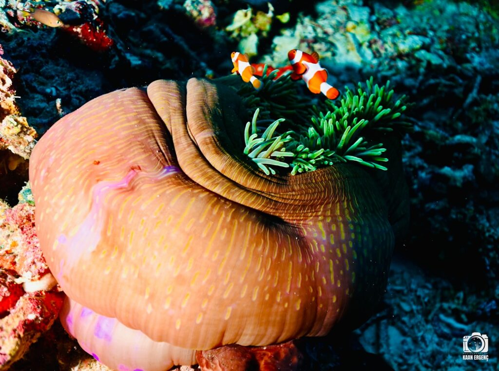 deephookdiscoveries_1757339149_3717152662153130984_76403447352