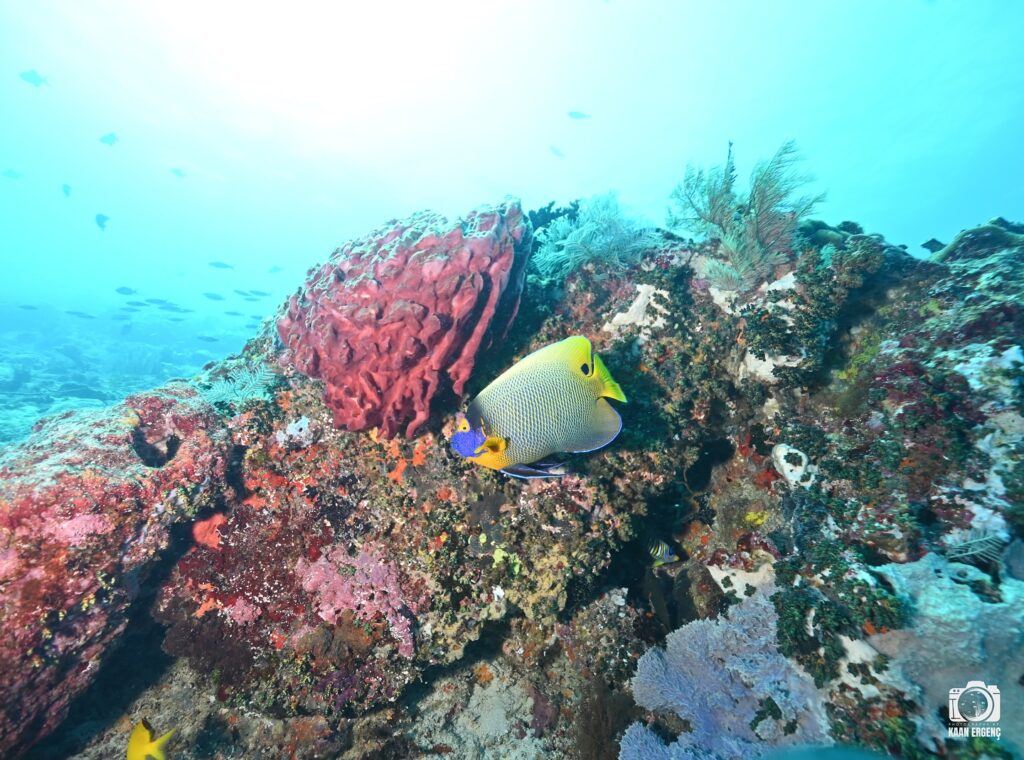 deephookdiscoveries_1757339149_3717152662161491362_76403447352