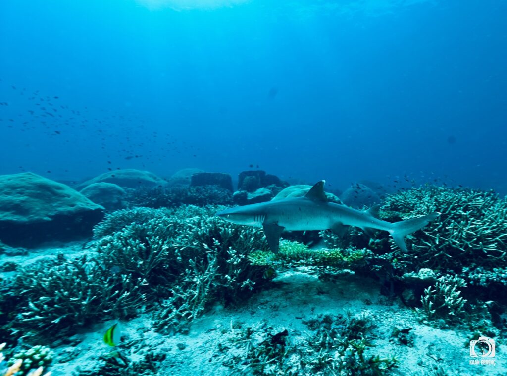 deephookdiscoveries_1757339149_3717152662169863354_76403447352