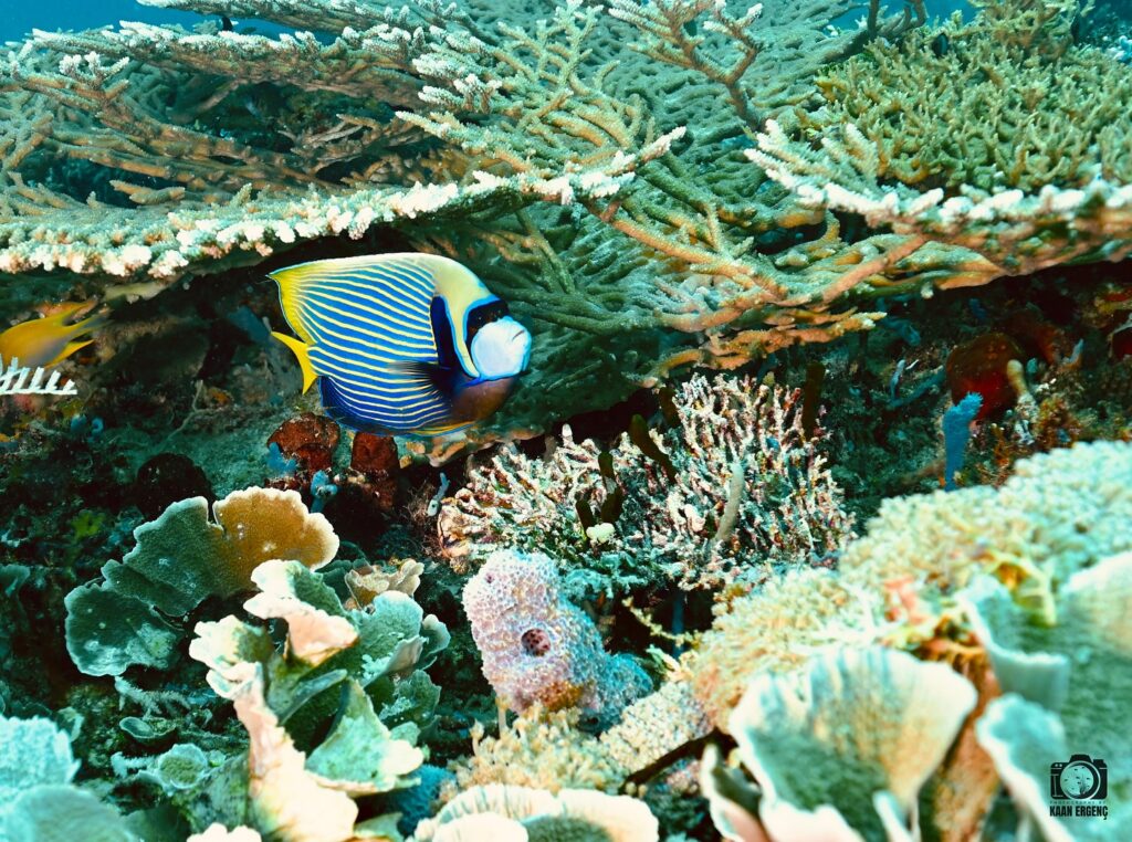 deephookdiscoveries_1757339149_3717152662463455925_76403447352