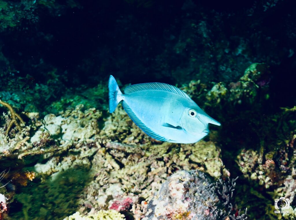 deephookdiscoveries_1757339149_3717152662471892830_76403447352