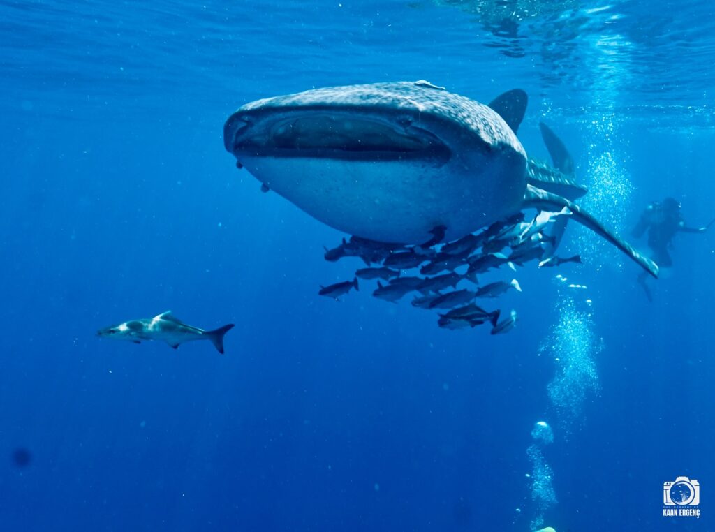 deephookdiscoveries_1757339468_3717155339352147413_76403447352