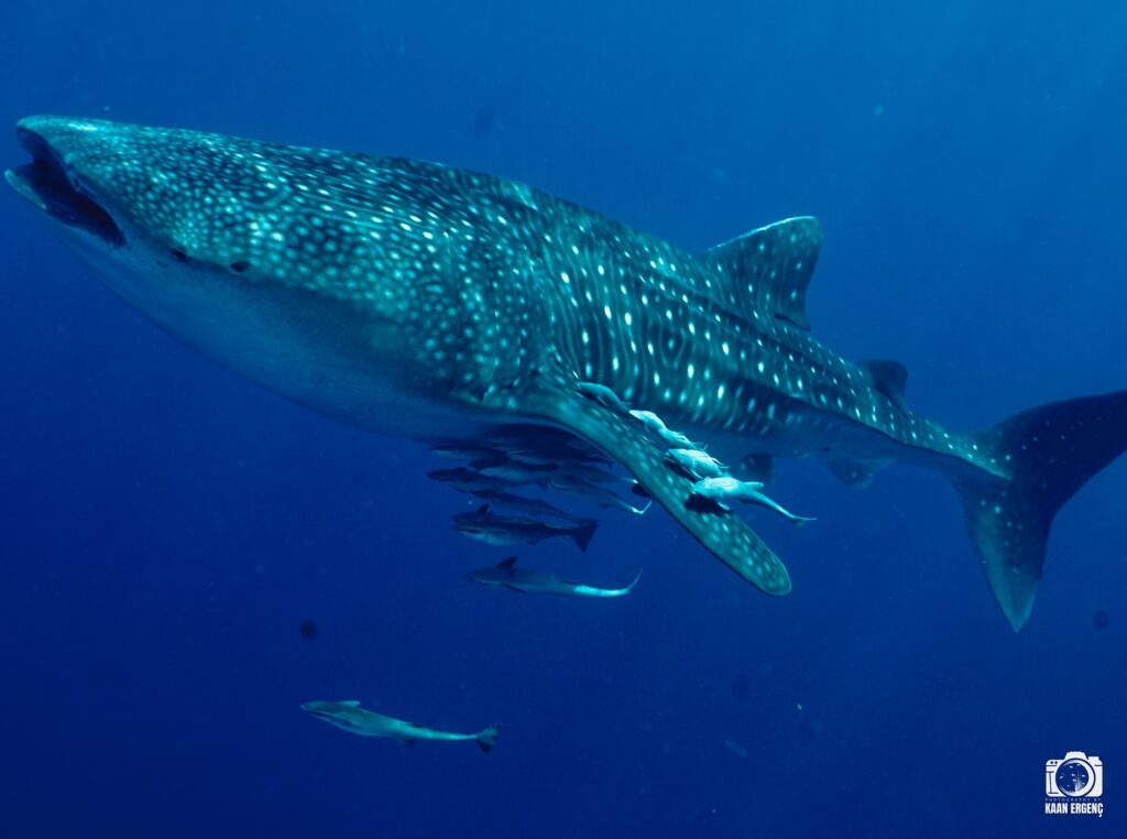 deephookdiscoveries_1757339468_3717155339352169915_76403447352