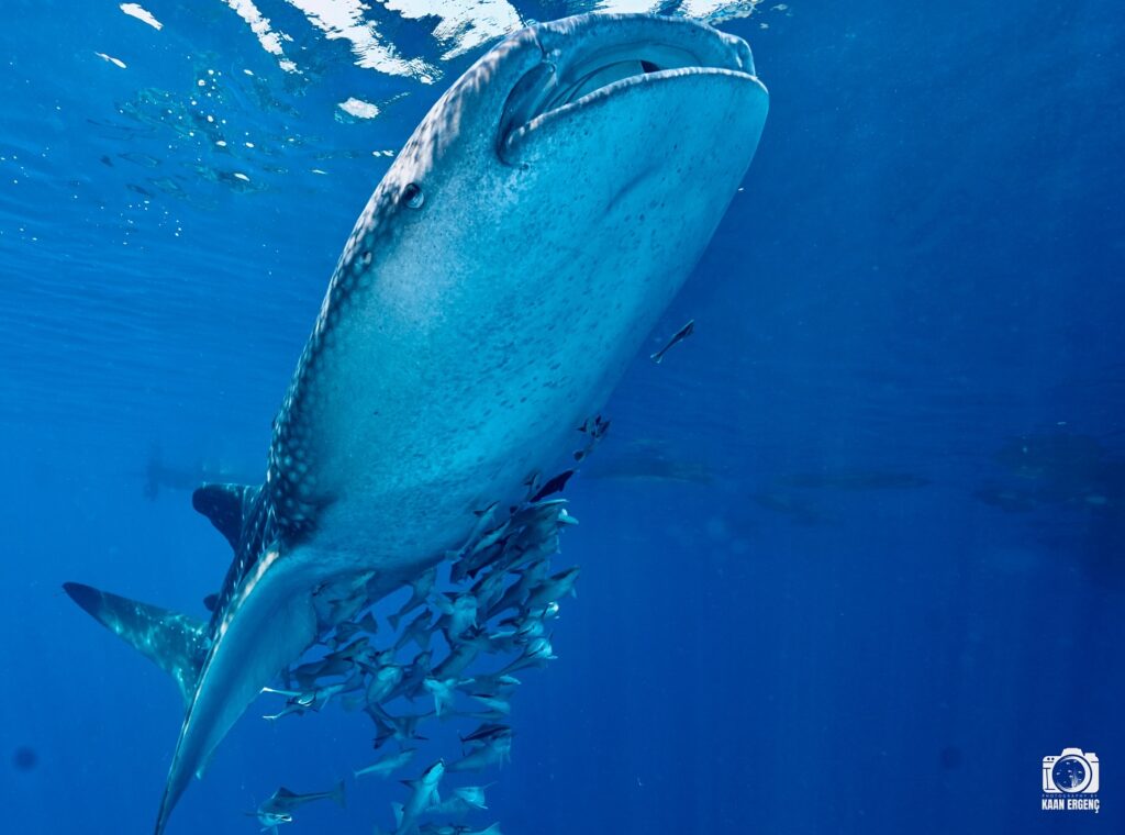 deephookdiscoveries_1757339468_3717155339360549767_76403447352