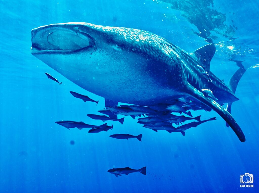 deephookdiscoveries_1757339468_3717155339360557804_76403447352