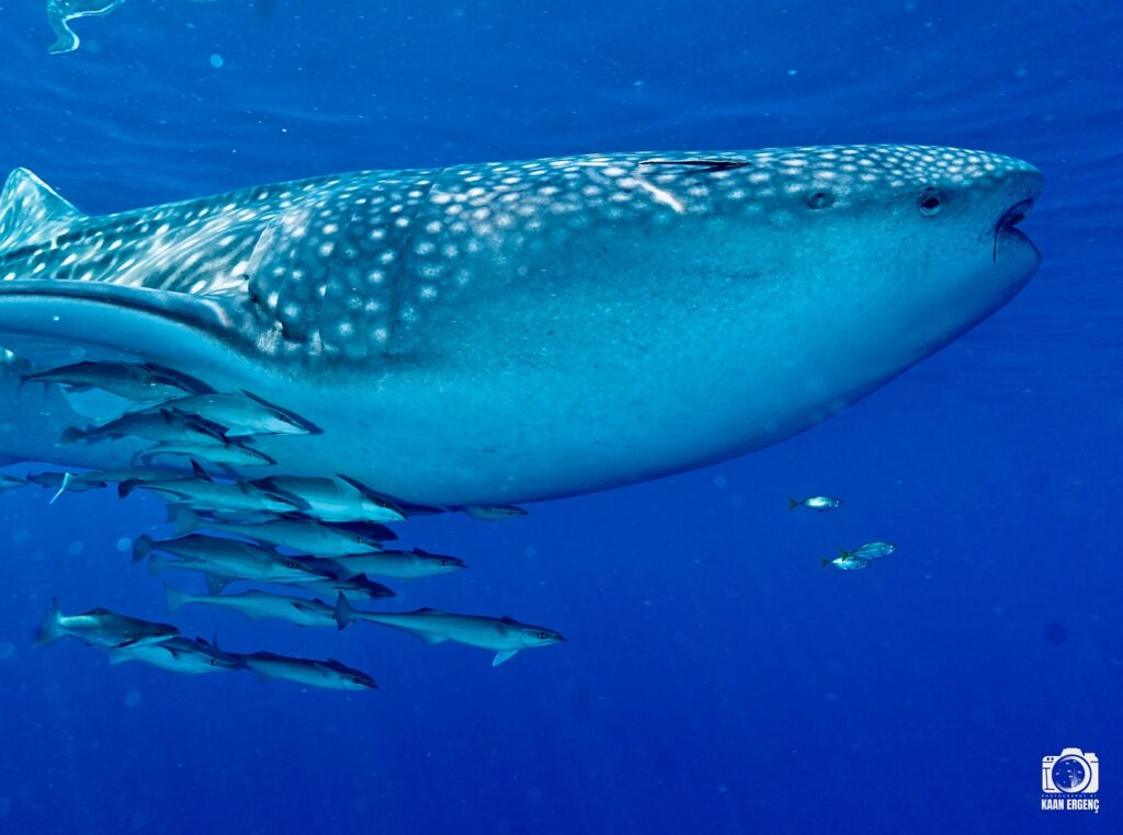 deephookdiscoveries_1757339468_3717155339360586102_76403447352