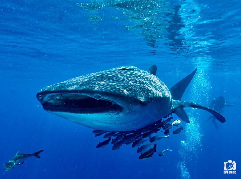 deephookdiscoveries_1757339468_3717155339360597485_76403447352