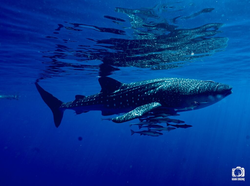 deephookdiscoveries_1757339468_3717155339368978834_76403447352