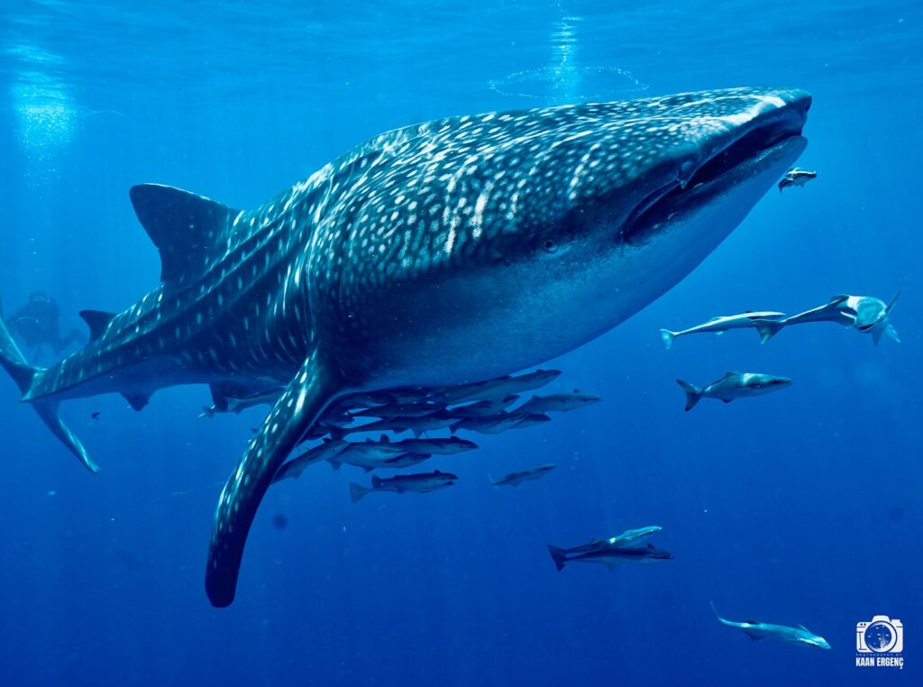 deephookdiscoveries_1757339468_3717155339377326032_76403447352