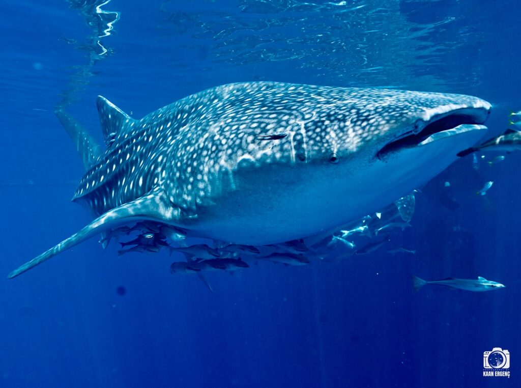 deephookdiscoveries_1757339468_3717155339377341886_76403447352