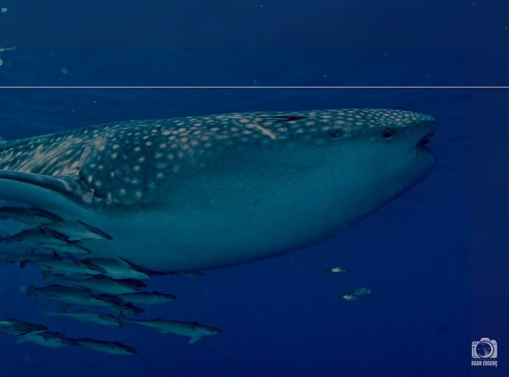 deephookdiscoveries_1757339468_3717155339377348682_76403447352