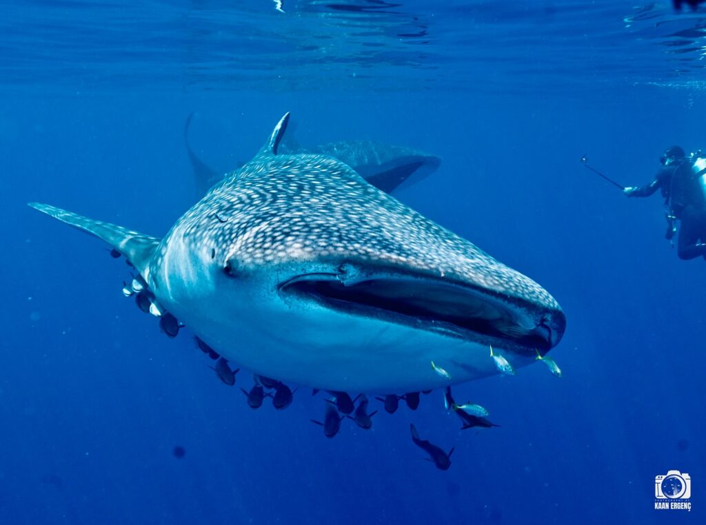 deephookdiscoveries_1757339468_3717155339385729208_76403447352