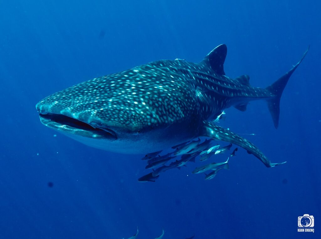 deephookdiscoveries_1757339468_3717155339704519041_76403447352