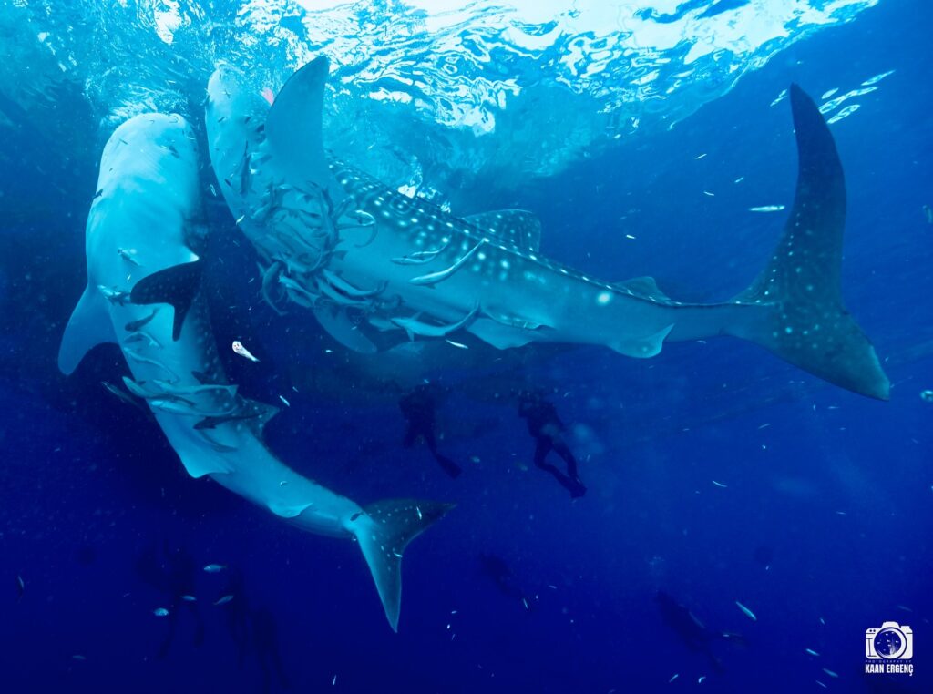 deephookdiscoveries_1757339552_3717156039566062526_76403447352