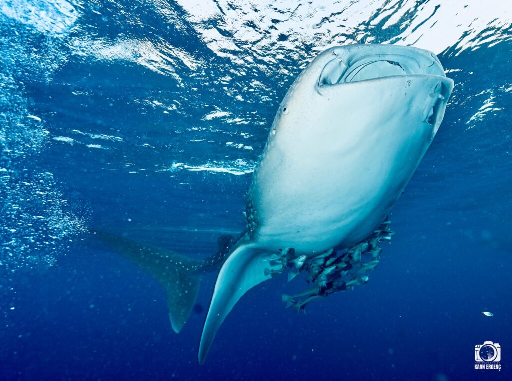 deephookdiscoveries_1757339552_3717156039574433181_76403447352