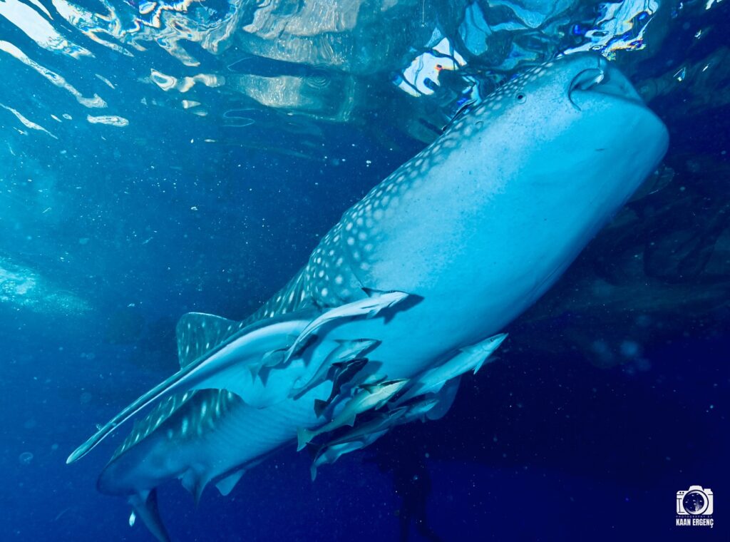 deephookdiscoveries_1757339552_3717156039574433238_76403447352