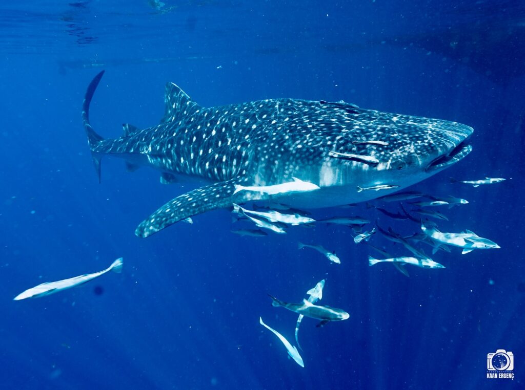 deephookdiscoveries_1757339552_3717156039574441020_76403447352