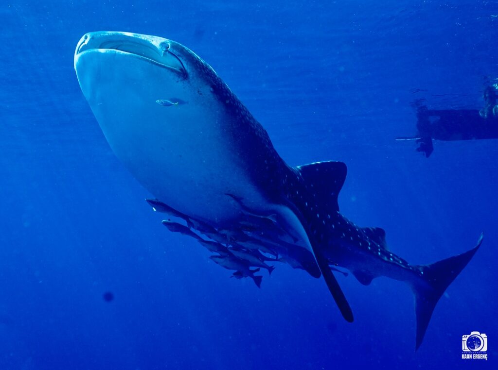 deephookdiscoveries_1757339552_3717156039574452639_76403447352