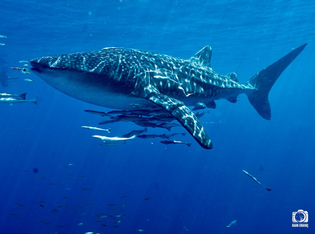 deephookdiscoveries_1757339552_3717156039574472697_76403447352