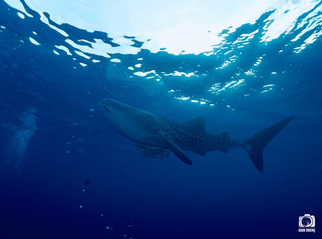 deephookdiscoveries_1757339552_3717156039574486193_76403447352