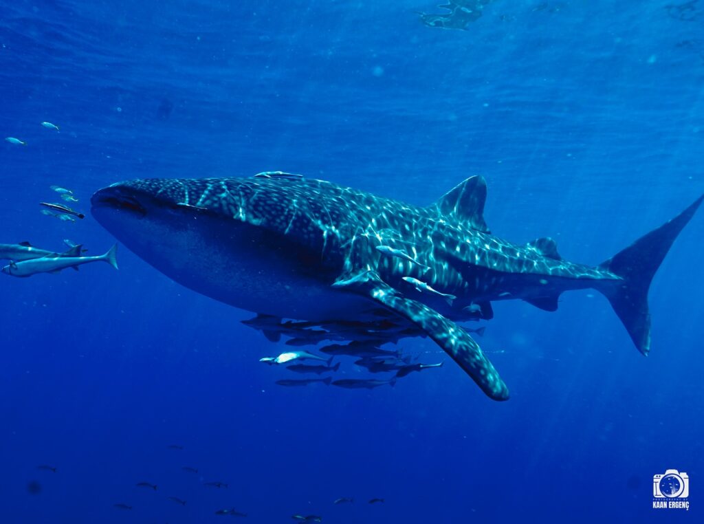 deephookdiscoveries_1757339552_3717156039582874302_76403447352