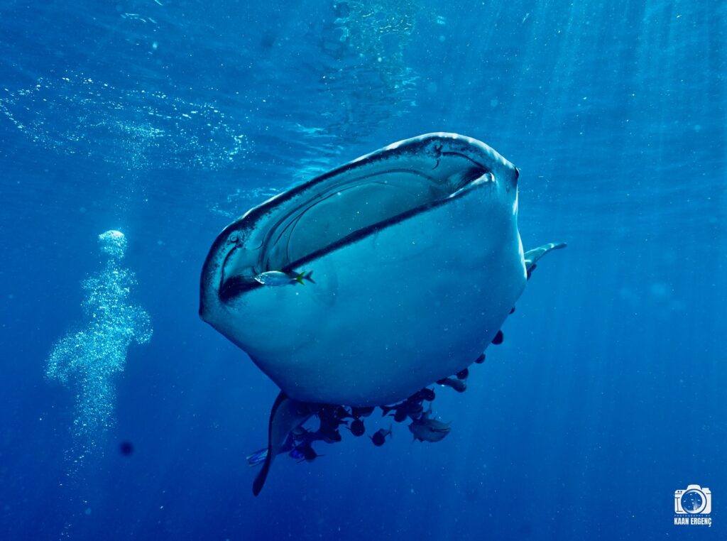 deephookdiscoveries_1757339552_3717156039599619546_76403447352