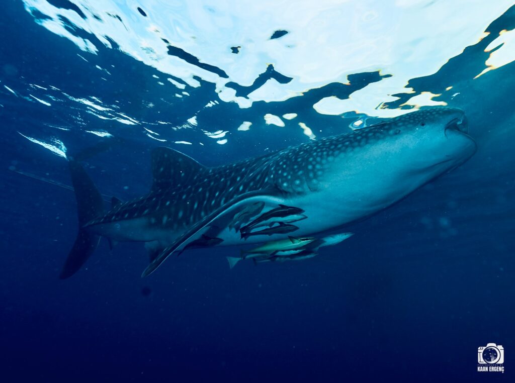 deephookdiscoveries_1757339552_3717156039851250078_76403447352