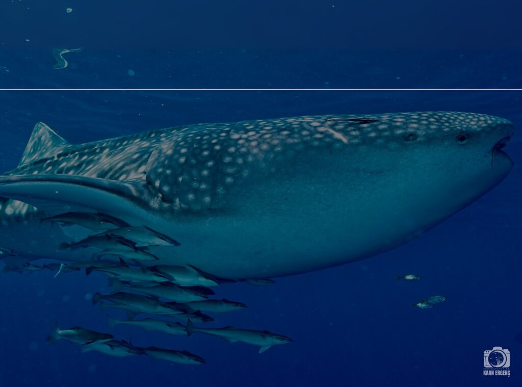 deephookdiscoveries_1757339552_3717156039918365588_76403447352