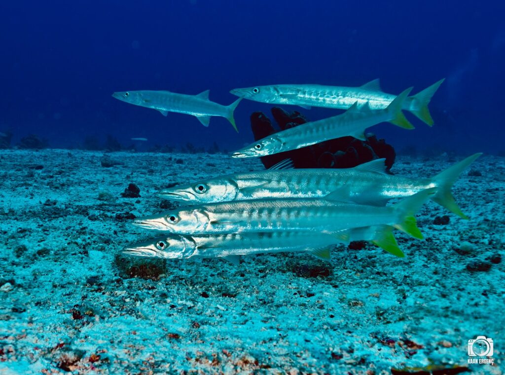 deephookdiscoveries_1757339611_3717156535953557666_76403447352