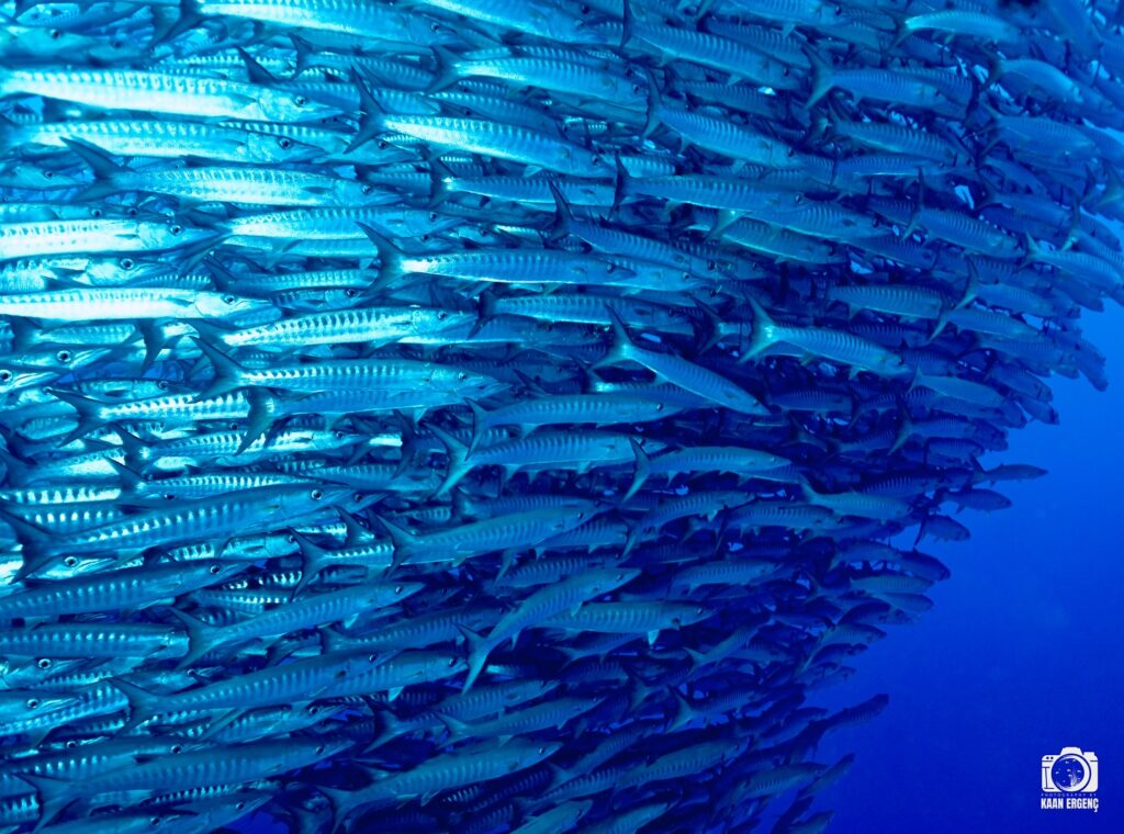 deephookdiscoveries_1757339611_3717156535961914466_76403447352