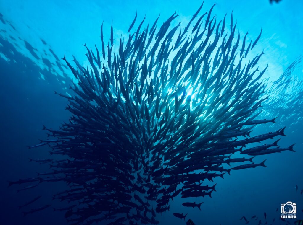 deephookdiscoveries_1757339611_3717156535961918649_76403447352