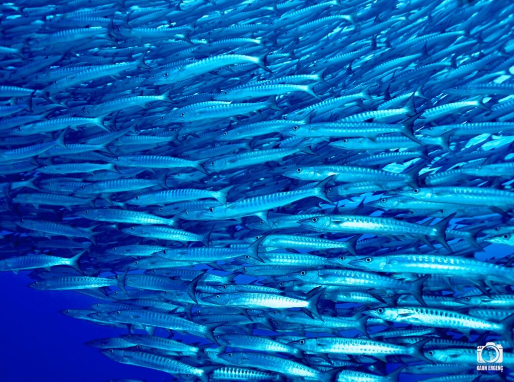 deephookdiscoveries_1757339611_3717156535961949798_76403447352