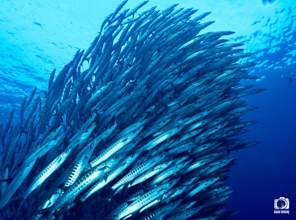 deephookdiscoveries_1757339611_3717156535961953143_76403447352