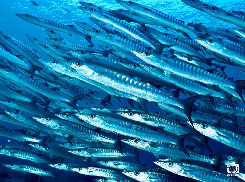 deephookdiscoveries_1757339611_3717156535970327664_76403447352