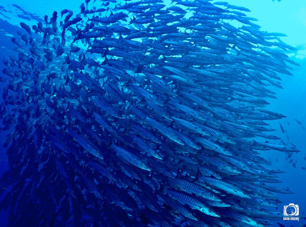 deephookdiscoveries_1757339611_3717156535970342092_76403447352