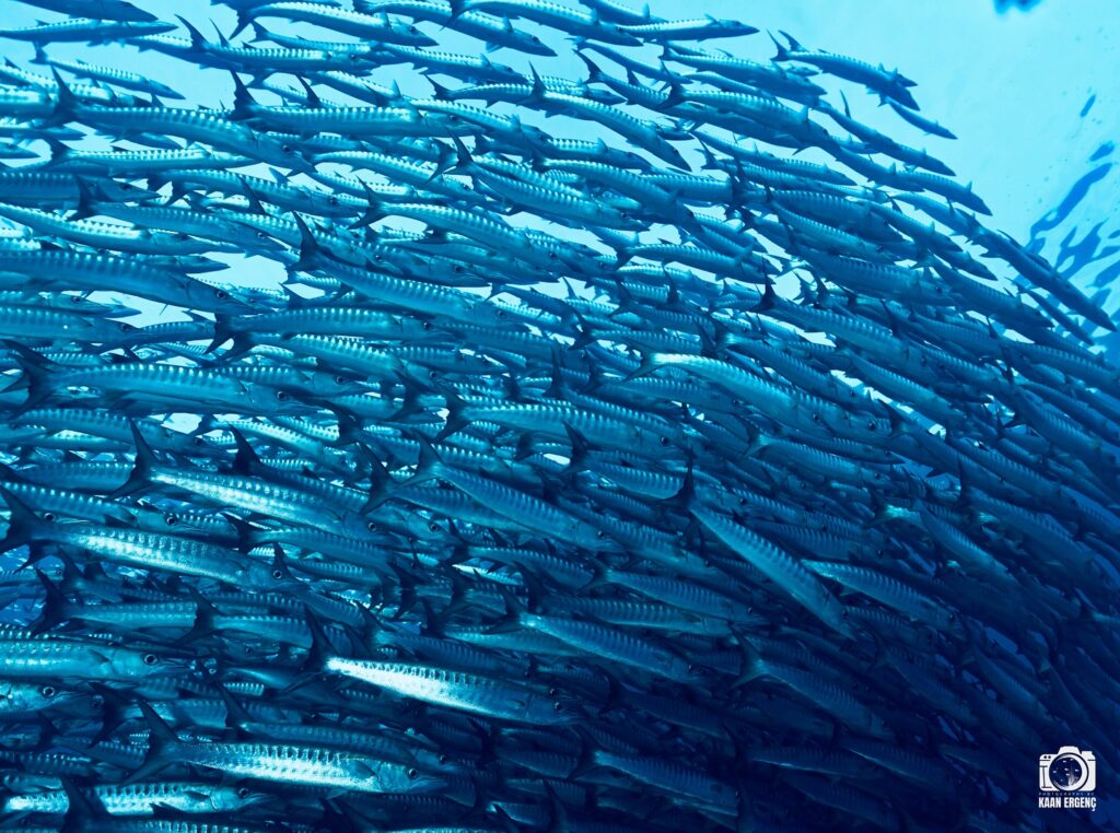 deephookdiscoveries_1757339611_3717156535970345255_76403447352