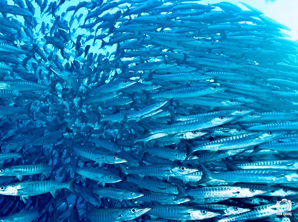 deephookdiscoveries_1757339611_3717156535978729712_76403447352